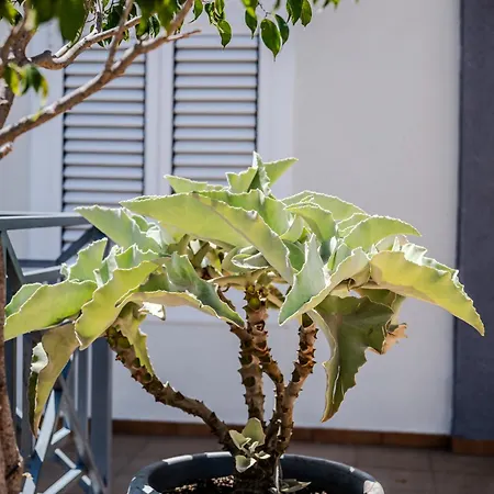 Penthouse Playa Del Cura - Apartment Torrevieja