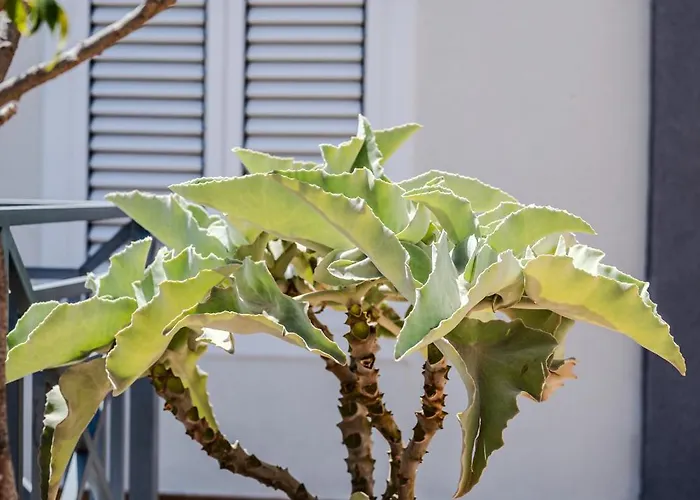 Penthouse Playa Del Cura - Apartamento Torrevieja